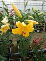 [5642 VH72 Cleone No01.JPG]